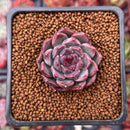 Echeveria 'Honky' 1" Succulent Plant