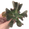 Echeveria 'Black Hawk' 3" Succulent Plant