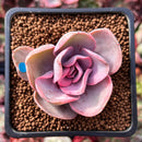 Echeveria 'Rainbow' Variegated 1" Succulent Plant