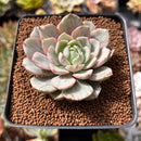 Echeveria 'Ben Badis' Variegated 2" Succulent Plant