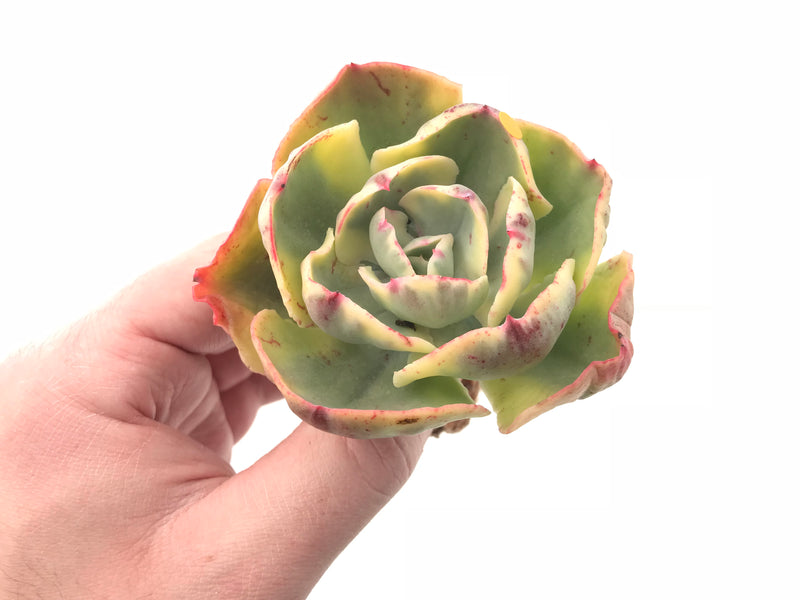 Echeveria Enfant Variegated 3” Rare Succulent Plant