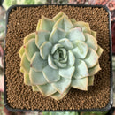 Echeveria 'Josephine' 2" Succulent Plant