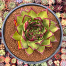 Echeveria Agavoides 'Phoenix' 6"-7" Old Large Specimen Succulent Plant