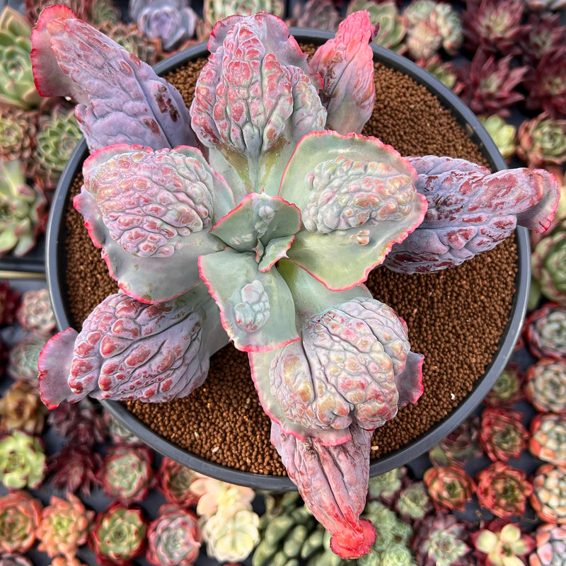 Echeveria 'Etna' 6