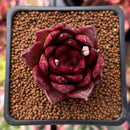 Echeveria Agavoides 'Red Plum' 1"-2" Succulent Plant