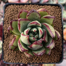 Echeveria Agavoides 'Mèngxiâng' 2" Succulent Plant