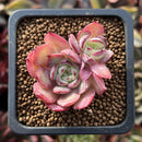 Echeveria 'Red Holly' 1" New Hybrid Succulent Plant