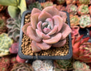 Echeveria 'Missing You' 2" Succulent Plant