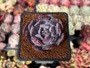 Echeveria 'Rainbow Goddess' 1" New Hybrid Succulent Plant