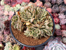 Echeveria Agavoides 'Walshire' Crested 4" Succulent Plant