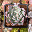 Echeveria 'Milk Rose' 2" Succulent Plant