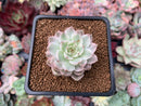 Echeveria 'Margaret' Variegated 1" Succulent Plant