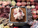 Echeveria 'Red Velvet' 1" Cluster Succulent Plant