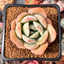 Echeveria 'Lemon Tree' 2" Succulent Plant