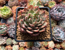 Echeveria Agavoides 'Silver Star' x 'Ebony' 2"-3" Succulent Plant
