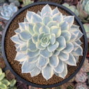Echeveria 'Subsessilis' Variegated 4" Succulent Plant