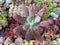 Echeveria 'Linguas' 4" Succulent Plant