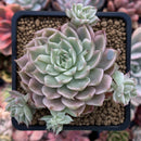 Echeveria 'Margaret' Variegated 3" Cluster Succulent Plant
