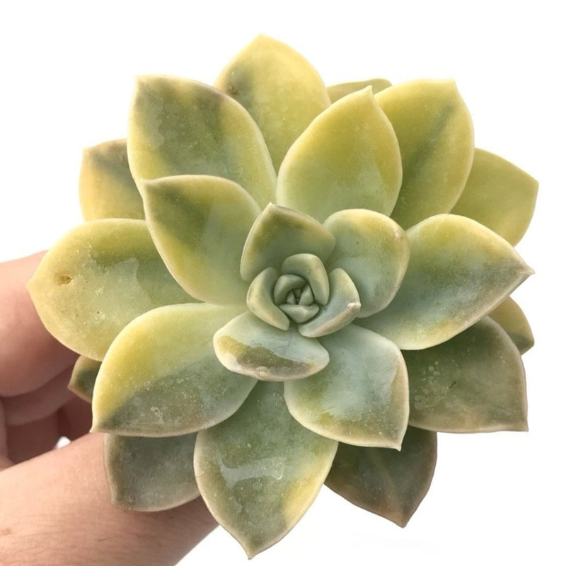 harry & david succulents Echeveria 'Harry Watson' Variegated 2"-3” Rare Succulent Plant – True Succulents Plant Co