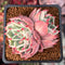 Echeveria 'Pink Ice' 2" Cluster Succulent Plant