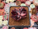 Echeveria Agavoides 'Nike' 2" Cluster Succulent Plant