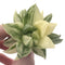 Haworthia 'Cymbiformis' Variegated 2"-3" Succulent Plant