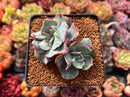 Echeveria 'Blue Spur' 2"-3" Succulent Plant