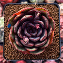 Echeveria 'Black Tan' 2"-3" Succulent Plant
