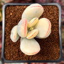 Cotyledon 'Orbiculata' Variegated 2" Succulent Plant