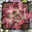 Echeveria Agavoides 'Amestro' 3" Succulent Plant