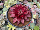 Echeveria Agavoides 'Luming' 4"-5" Succulent Plant