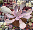 Echeveria 'Pampoteus' Variegated 4" (Not Jocelyn's Joy Variegated) Succulent Plant