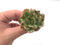 Echeveria Agavoides sp Variegated 2" Succulent Plant