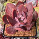 Echeveria 'Hanaikada' Non-Variegated 2"-3" Succulent Plant