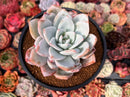 Echeveria 'Ivory' 4" Powdery Succulent Plant