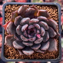 Echeveria 'Purple Zaragoza' 2" Succulent Plant