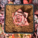 Echeveria 'Red Dragon' 1" Succulent Plant