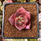 Echeveria Agavoides 'Romeo' 1" Succulent Plant