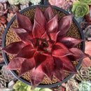 Echeveria Agavoides 'Luming' 5" Large Succulent Plant
