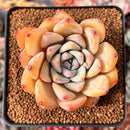 Echeveria 'Blue Mountain' 2"-3" Succulent Plant