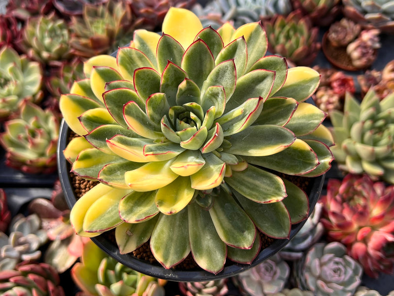 extra large succulents Echeveria 'Pulidonis' Variegated 6