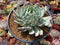 Echeveria 'Pulidonis' Hybrid 5" Large Succulent Plant