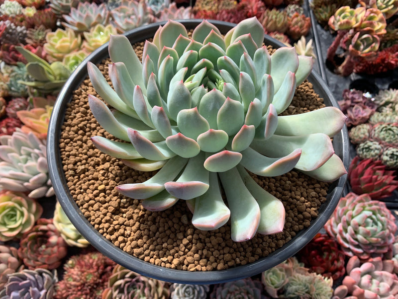 Echeveria、5点セットです(^-^) Echeveria 'Pulidonis' Hybrid 5