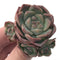 Echeveria 'Alba Beauty' Cluster 2" Succulent Plant
