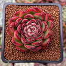 Echeveria Agavoides 'Pokeball' 2" Succulent Plant