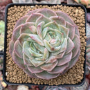 Echeveria 'Helena' Bifurcated 3" Succulent Plant