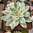 Orostachys 'Fuji' Variegated 2"-3" Succulent Plant
