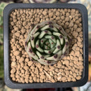Echeveria Agavoides 'Sarabony' 1" Succulent Plant