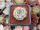 Echeveria 'Love Wave' 1" Succulent Plant