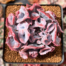 Echeveria 'Trumpet Pinky' 1"-2" Succulent Plant